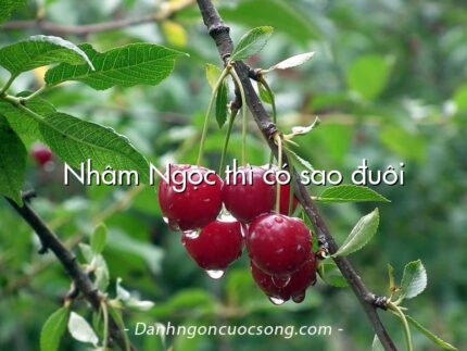 Nhâm Ngọc thì có sao đuôi