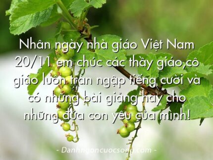 Nhân ngày nhà giáo Việt Nam 20/11 em chúc các thầy giáo,cô giáo luôn tràn ngập tiếng cười và có những bài giảng hay cho những đứa con yêu của mình!