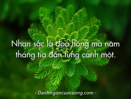 Nhan sắc là đoá hồng mà năm tháng tỉa đẵn từng cánh một.