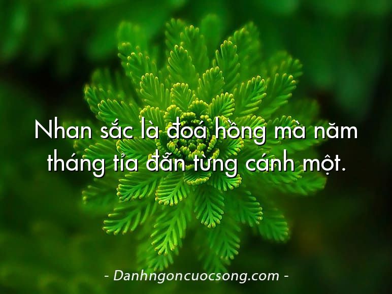 Nhan sắc là đoá hồng mà năm tháng tỉa đẵn từng cánh một.