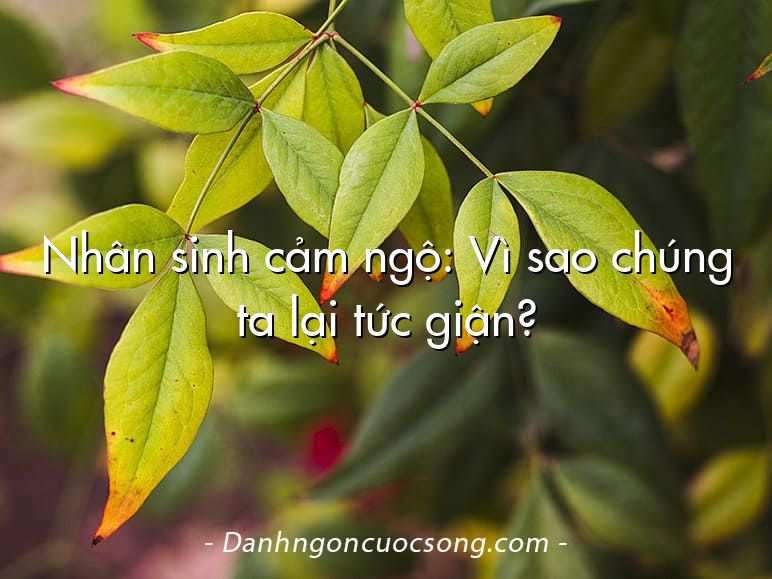 Nhân sinh cảm ngộ: Vì sao chúng ta lại tức giận?
