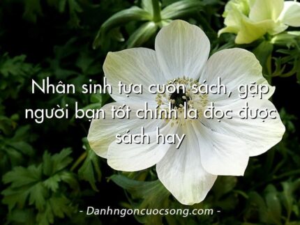 Nhân sinh tựa cuốn sách, gặp người bạn tốt chính là đọc được sách hay