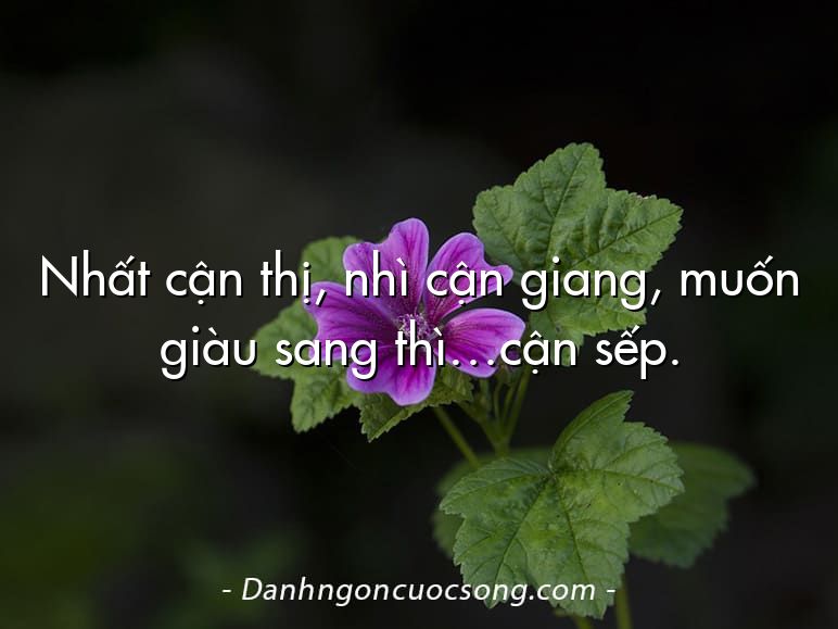 Nhất cận thị, nhì cận giang, muốn giàu sang thì…cận sếp.