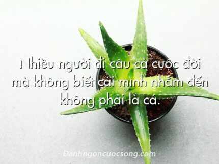 Nhiều người đi câu cả cuộc đời mà không biết cái mình nhắm đến không phải là cá.
