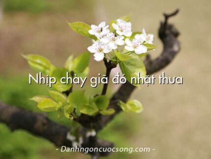 Nhịp chày giã đó nhặt thưa