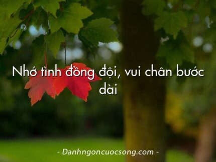 Nhớ tình đồng đội, vui chân bước dài