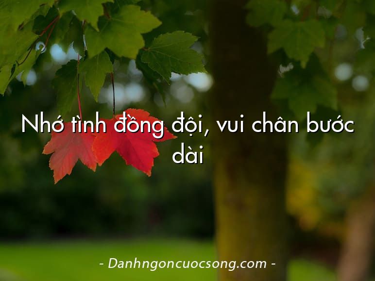 Nhớ tình đồng đội, vui chân bước dài