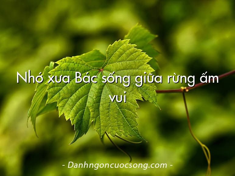 Nhớ xưa Bác sống giữa rừng ấm vui