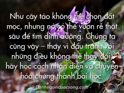 Như cây táo không thể chọn đất mọc, nhưng nó có thể vươn rễ thật sâu để tìm dinh dưỡng. Chúng ta cũng vậy – thay vì đấu tranh với những điều không thể thay đổi, hãy học cách nhận diện và chuyển hóa chúng thành bài học.