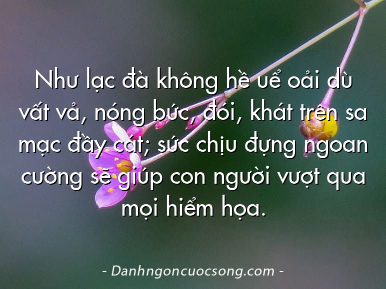 Như lạc đà không hề uể oải dù vất vả, nóng bức, đói, khát trên sa mạc đầy cát; sức chịu đựng ngoan cường sẽ giúp con người vượt qua mọi hiểm họa.