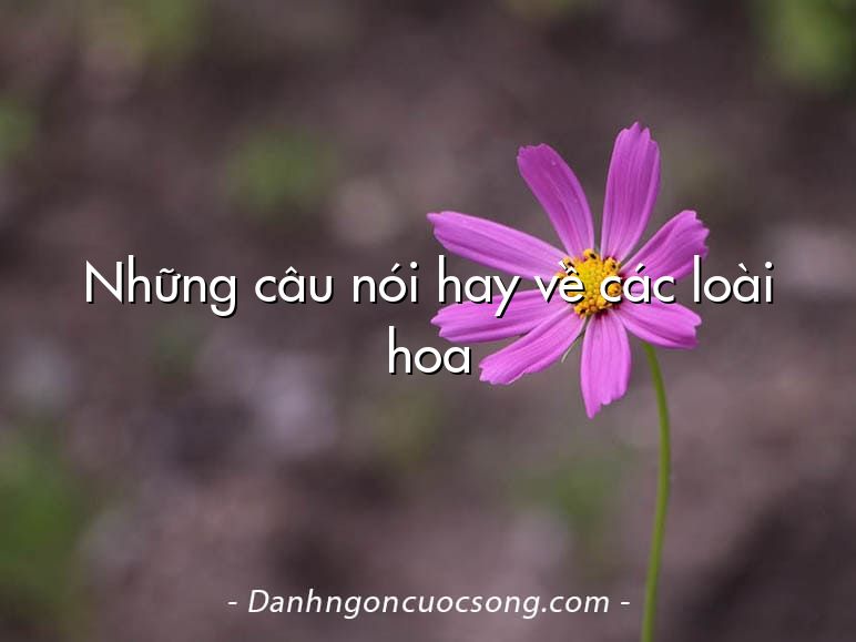 Những câu nói hay về các loài hoa
