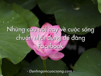 Những câu nói hay về cuộc sống chuẩn nhất dùng để đăng Facebook