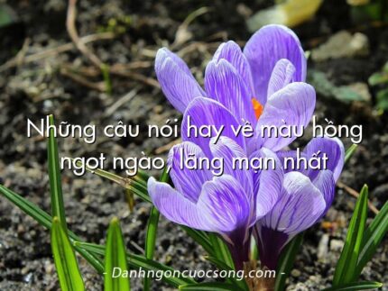 Những câu nói hay về màu hồng ngọt ngào, lãng mạn nhất