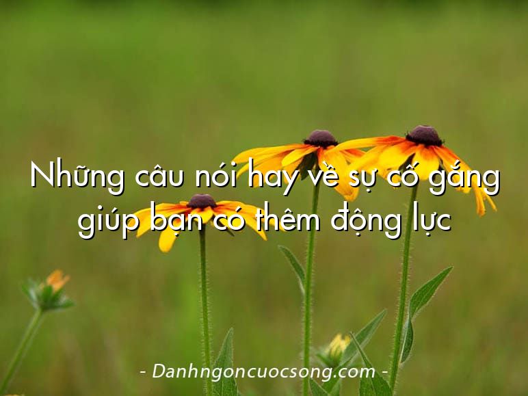 Những câu nói hay về sự cố gắng giúp bạn có thêm động lực