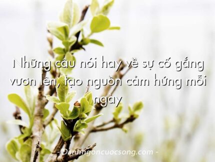 Những câu nói hay về sự cố gắng vươn lên, tạo nguồn cảm hứng mỗi ngày