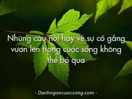 Những câu nói hay về sự cố gắng vươn lên trong cuộc sống không thể bỏ qua