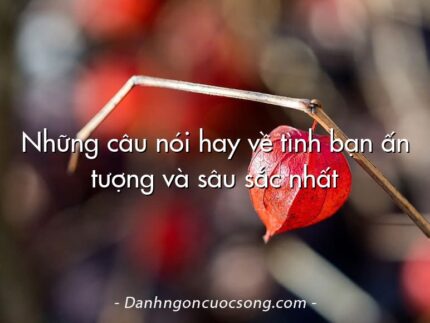 Những câu nói hay về tình bạn ấn tượng và sâu sắc nhất
