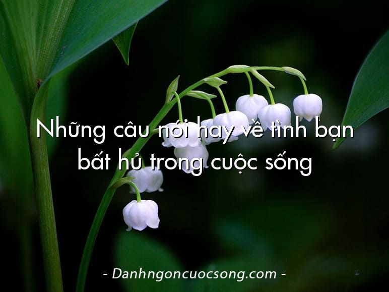 Những câu nói hay về tình bạn bất hủ trong cuộc sống