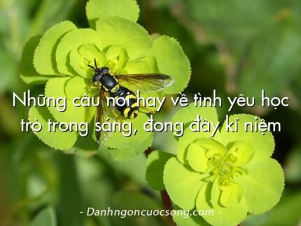 Những câu nói hay về tình yêu học trò trong sáng, đong đầy kỉ niệm
