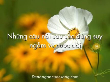 Những câu nói sâu sắc đáng suy ngẫm về cuộc đời