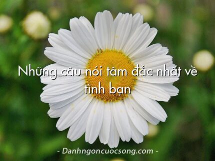 Những câu nói tâm đắc nhất về tình bạn