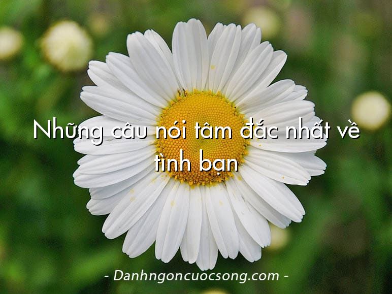 Những câu nói tâm đắc nhất về tình bạn