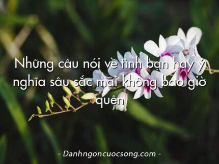 Những câu nói về tình bạn hay ý nghĩa sâu sắc mãi không bao giờ quên
