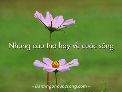 Những câu thơ hay về cuộc sống