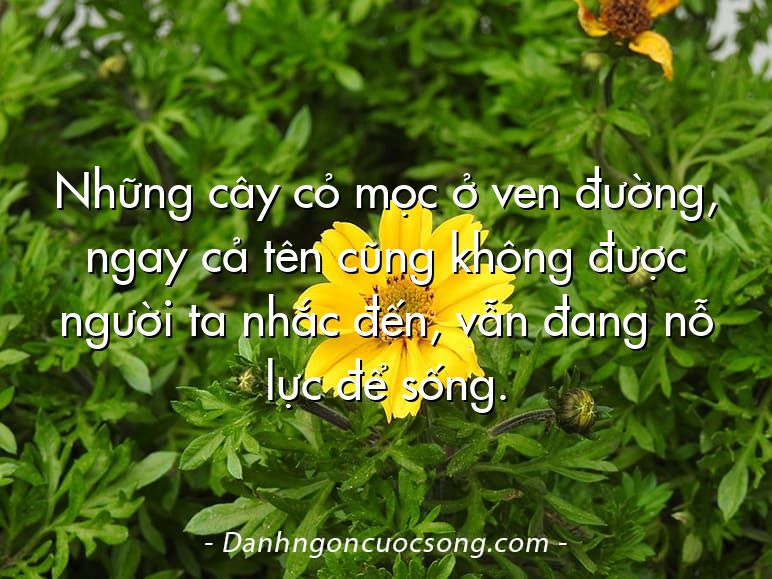 Những cây cỏ mọc ở ven đường, ngay cả tên cũng không được người ta nhắc đến, vẫn đang nỗ lực để sống.