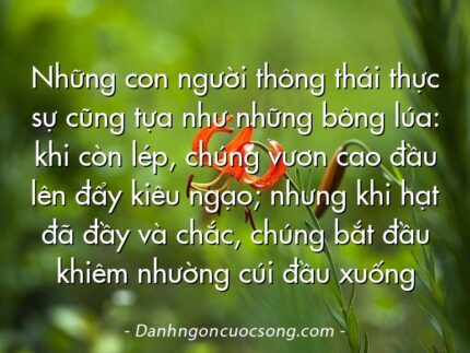 Những con người thông thái thực sự cũng tựa như những bông lúa: khi còn lép, chúng vươn cao đầu lên đẩy kiêu ngạo; nhưng khi hạt đã đầy và chắc, chúng bắt đầu khiêm nhường cúi đầu xuống