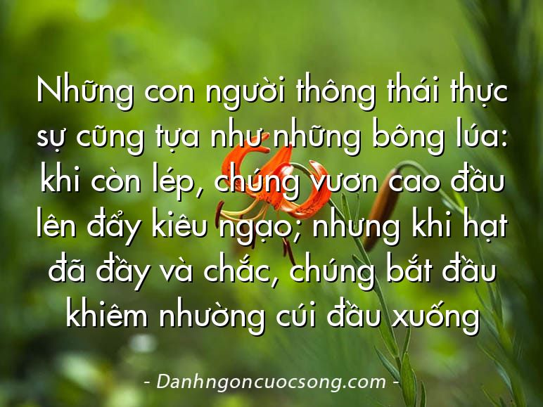 Những con người thông thái thực sự cũng tựa như những bông lúa: khi còn lép, chúng vươn cao đầu lên đẩy kiêu ngạo; nhưng khi hạt đã đầy và chắc, chúng bắt đầu khiêm nhường cúi đầu xuống