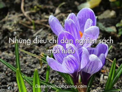 Những điều chỉ dân nghiện sách mới hiểu