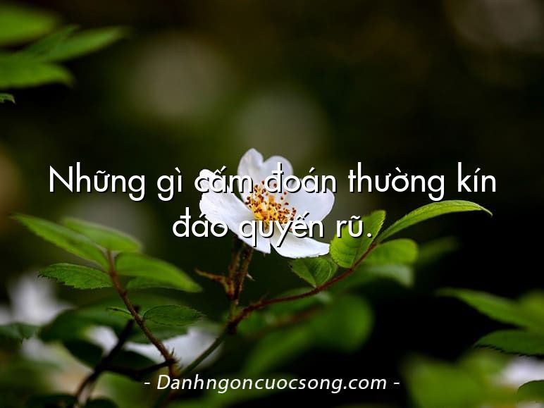 Những gì cấm đoán thường kín đáo quyến rũ.