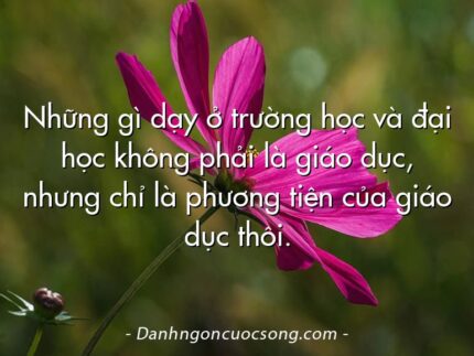 Những gì dạy ở trường học và đại học không phải là giáo dục, nhưng chỉ là phương tiện của giáo dục thôi.