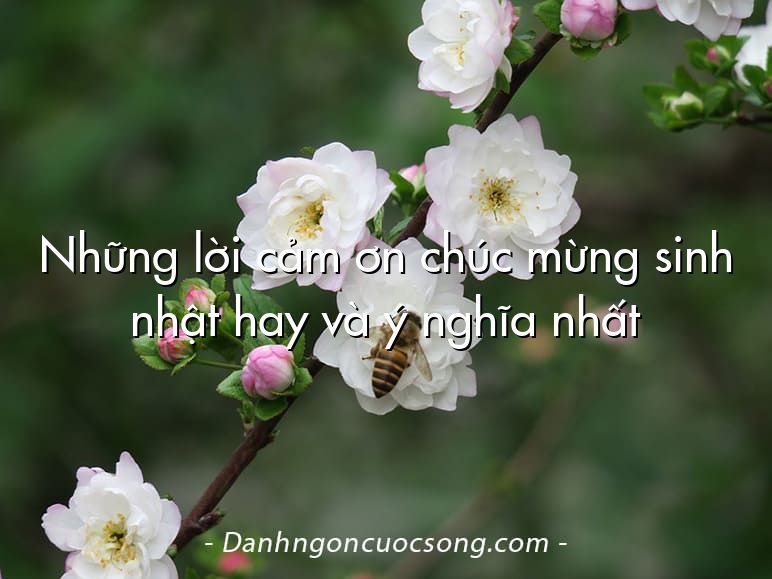 Những lời cảm ơn chúc mừng sinh nhật hay và ý nghĩa nhất