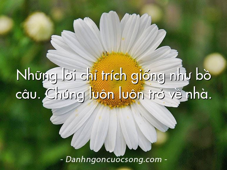 Những lời chỉ trích giống như bồ câu. Chúng luôn luôn trở về nhà.