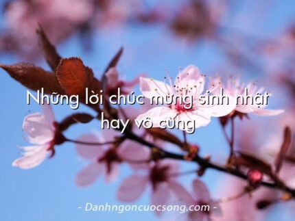 Những lời chúc mừng sinh nhật hay vô cùng