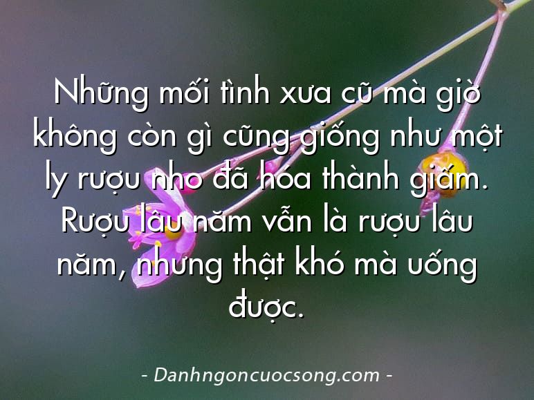 Những mối tình xưa cũ mà giờ không còn gì cũng giống như một ly rượu nho đã hóa thành giấm. Rượu lâu năm vẫn là rượu lâu năm, nhưng thật khó mà uống được.