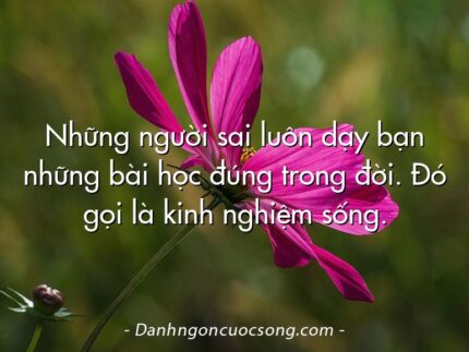 Những người sai luôn dạy bạn những bài học đúng trong đời. Đó gọi là kinh nghiệm sống.