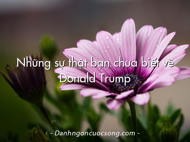Những sự thật bạn chưa biết về Donald Trump