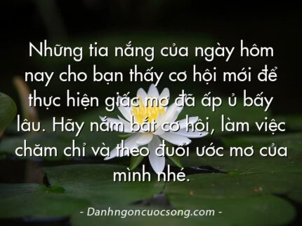Những tia nắng của ngày hôm nay cho bạn thấy cơ hội mới để thực hiện giấc mơ đã ấp ủ bấy lâu. Hãy nắm bắt cơ hội, làm việc chăm chỉ và theo đuổi ước mơ của mình nhé.