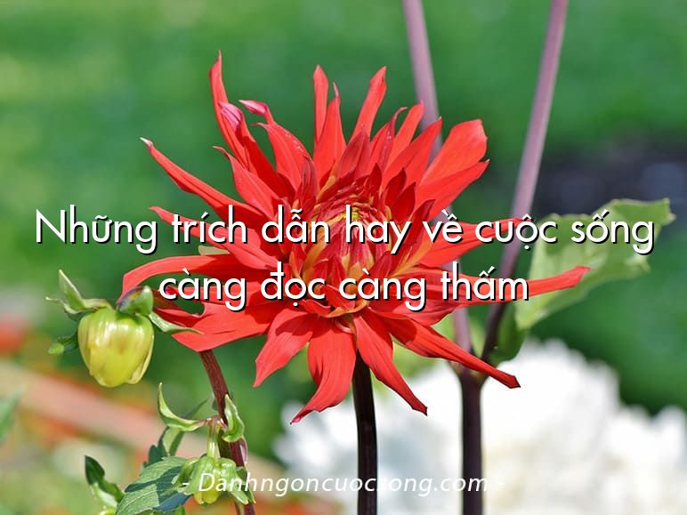 Những trích dẫn hay về cuộc sống càng đọc càng thấm