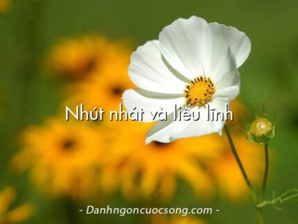Nhút nhát và liều lĩnh