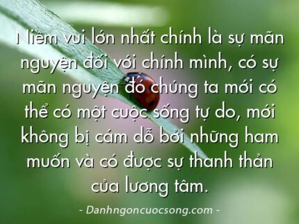 Niềm vui lớn nhất chính là sự mãn nguyện đối với chính mình, có sự mãn nguyện đó chúng ta mới có thể có một cuộc sống tự do, mới không bị cám dỗ bởi những ham muốn và có được sự thanh thản của lương tâm.