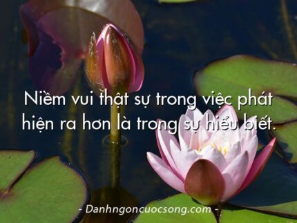 Niềm vui thật sự trong việc phát hiện ra hơn là trong sự hiểu biết.