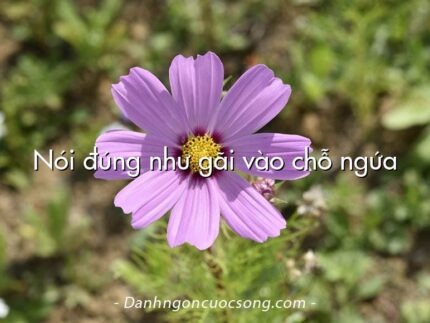 Nói đúng như gãi vào chỗ ngứa