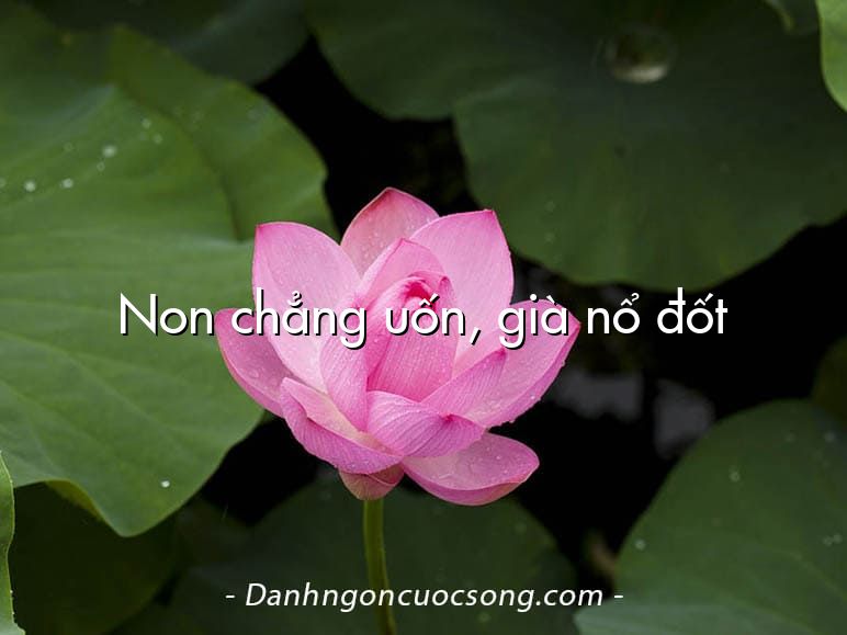 Non chẳng uốn, già nổ đốt