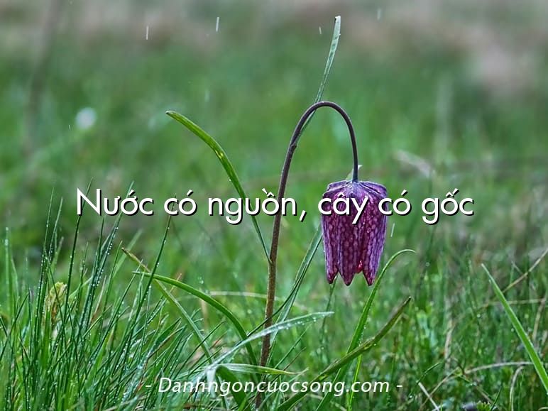 Nước có nguồn, cây có gốc