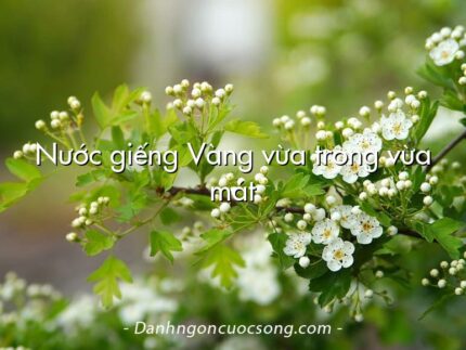 Nước giếng Vàng vừa trong vừa mát