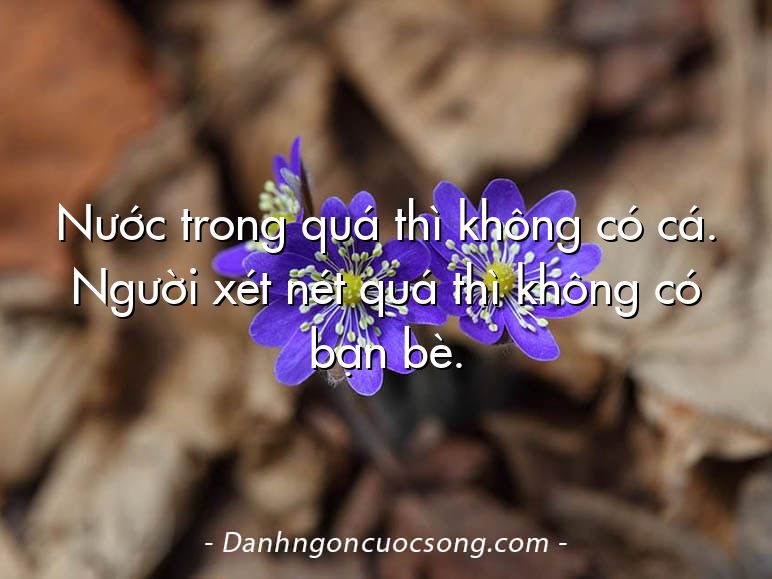 Nước trong quá thì không có cá. Người xét nét quá thì không có bạn bè.